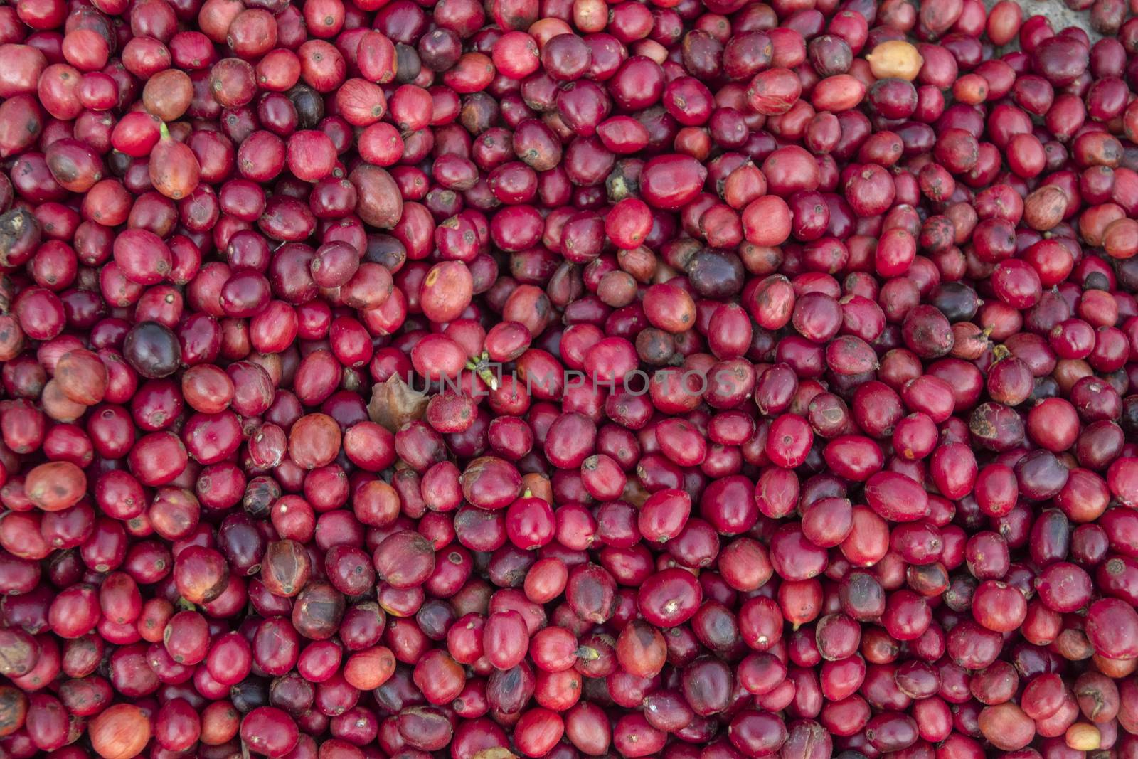 coffee beans berries drying natural process on the cement ground floor. Thailand