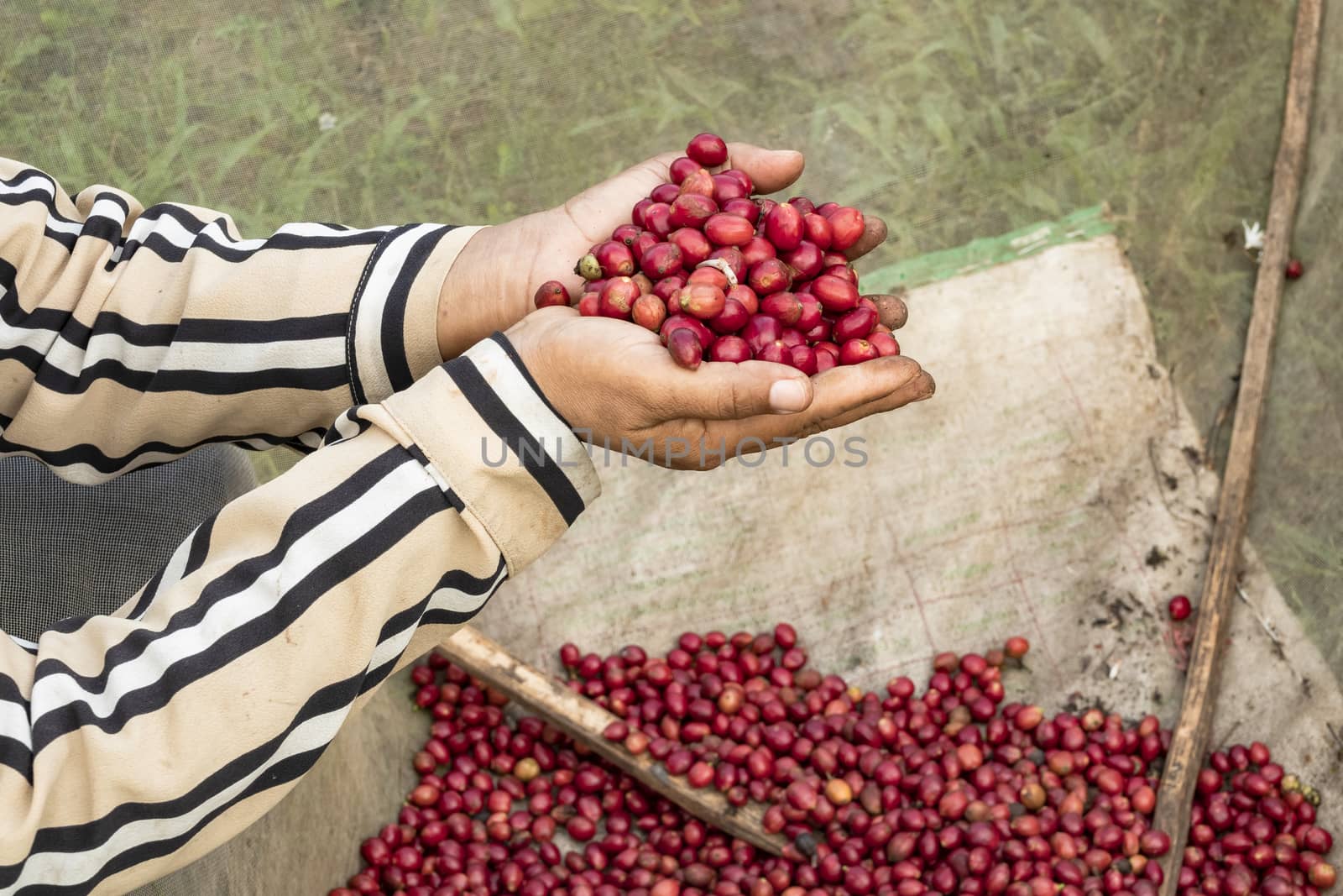 Close-Up Of Hand Holding Coffee Beans Growing On Coffee Tree.