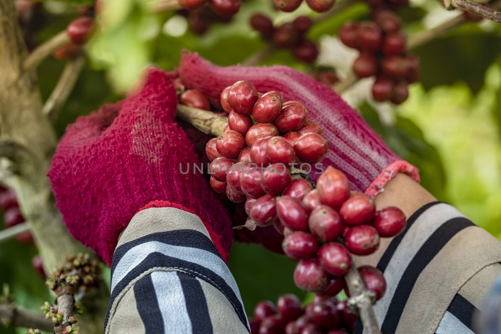 Close-Up Of Hand Holding Coffee Beans Growing On Coffee Tree.