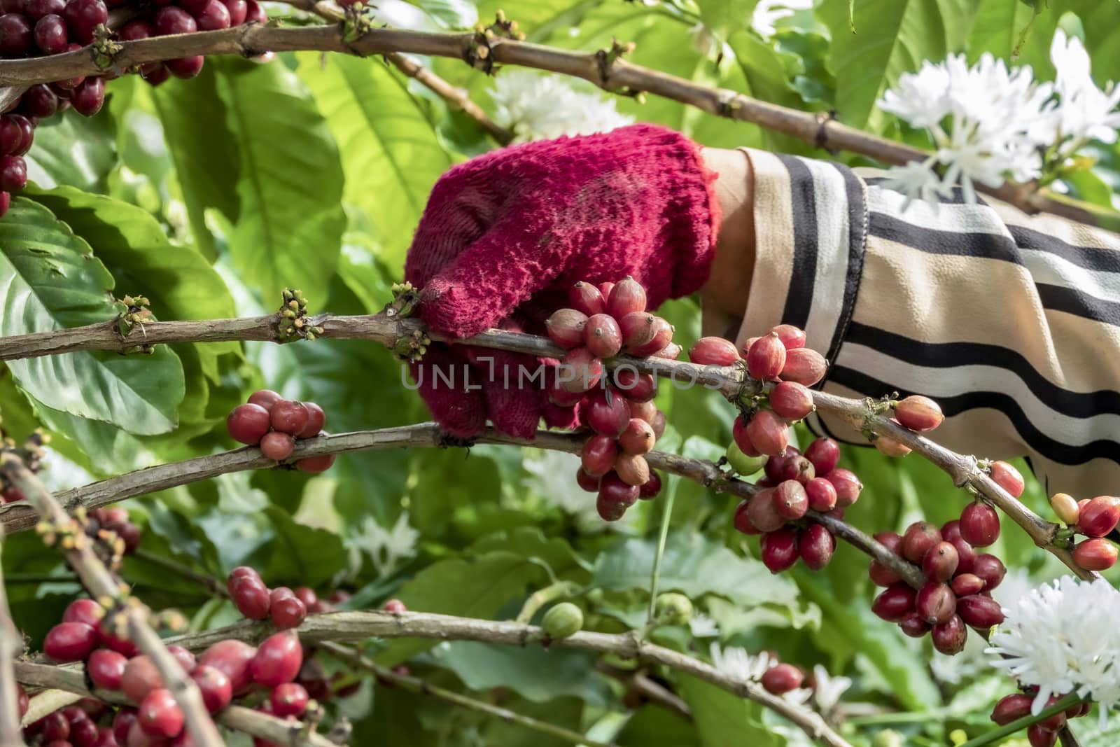 Close-Up Of Hand Holding Coffee Beans Growing On Coffee Tree.