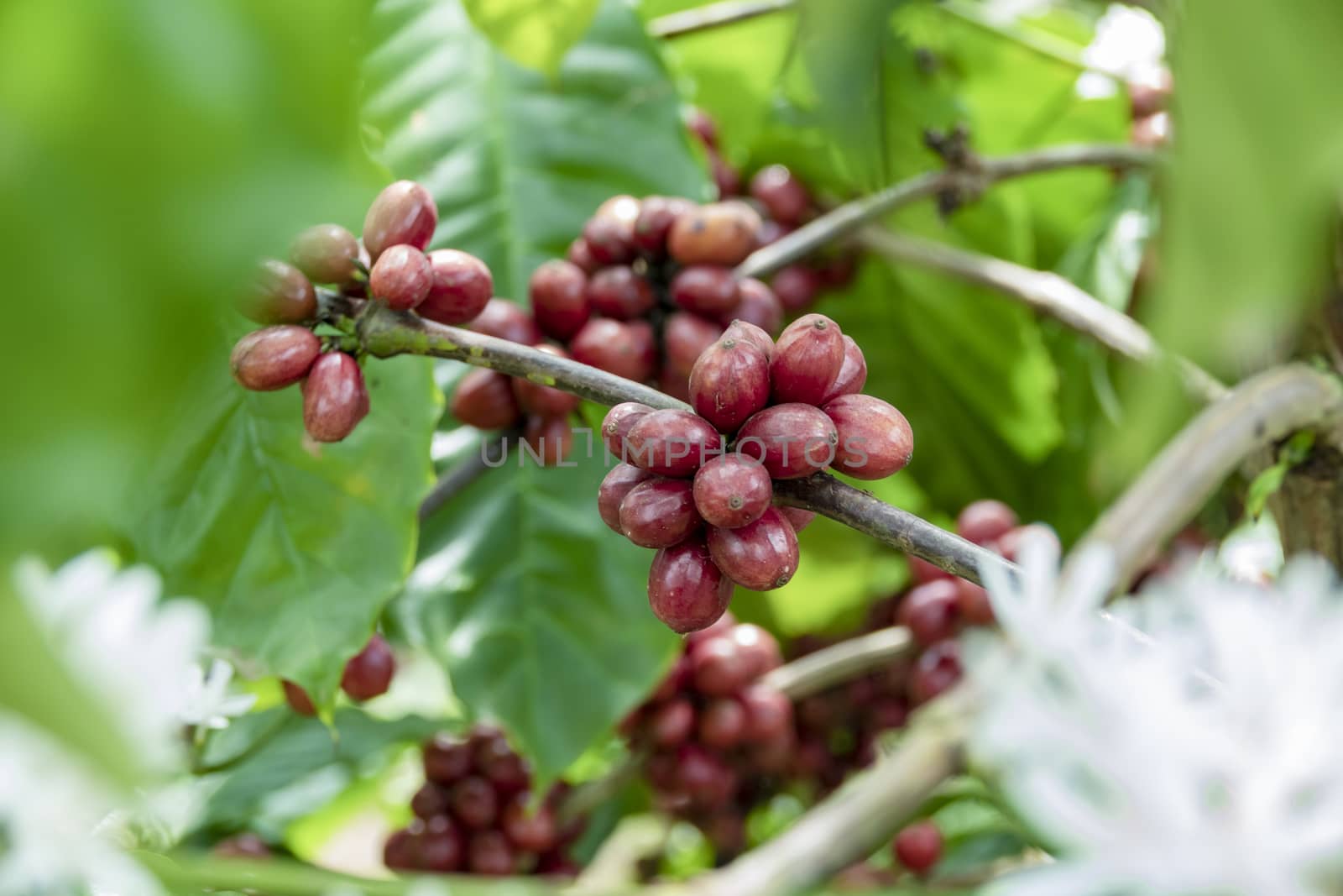 Coffee beans ripening, fresh coffee,red berry branch, industry agriculture on tree in thailand.