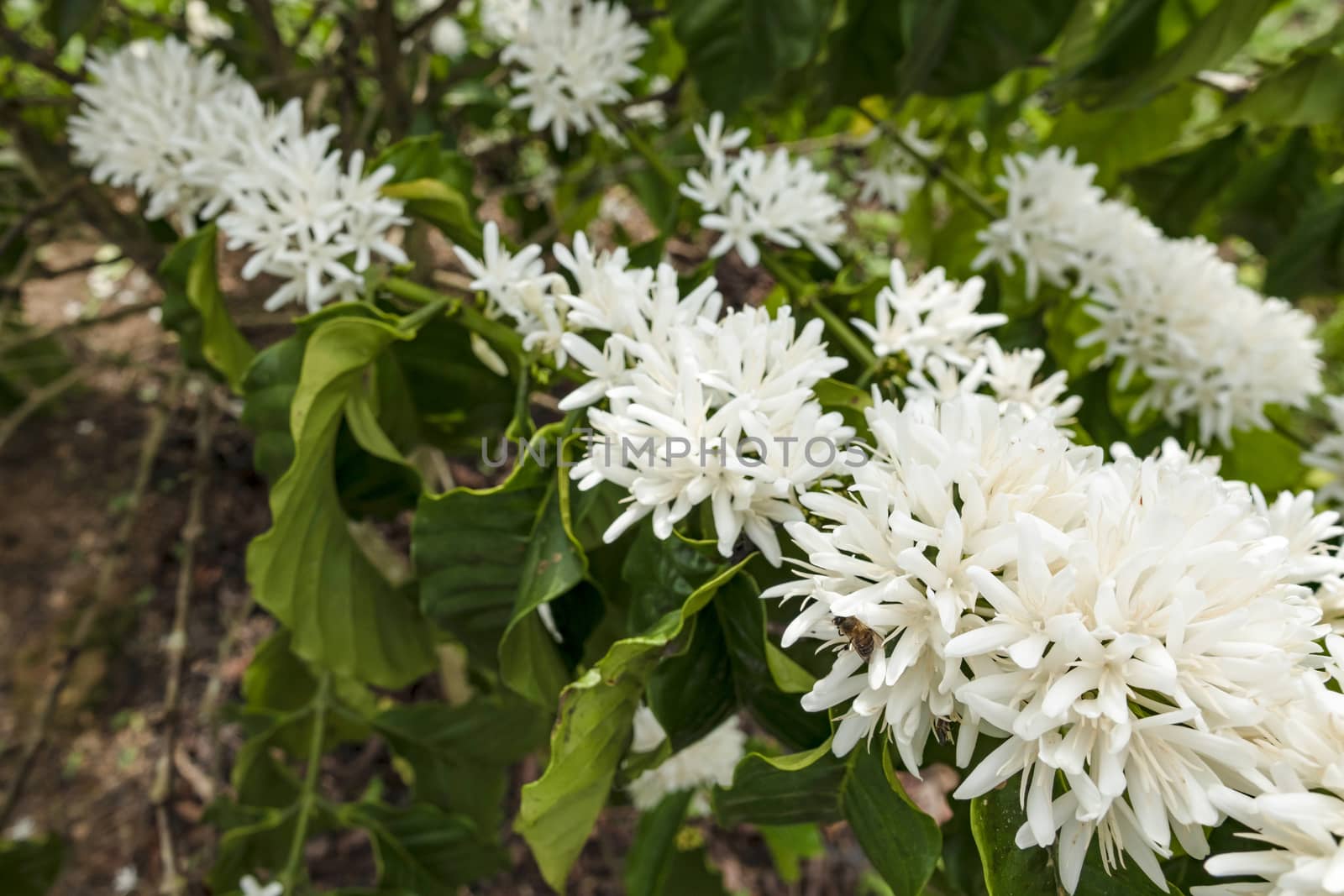 Coffee tree blossom with white color flower close up view, Coffee flowers blooming on coffee plant