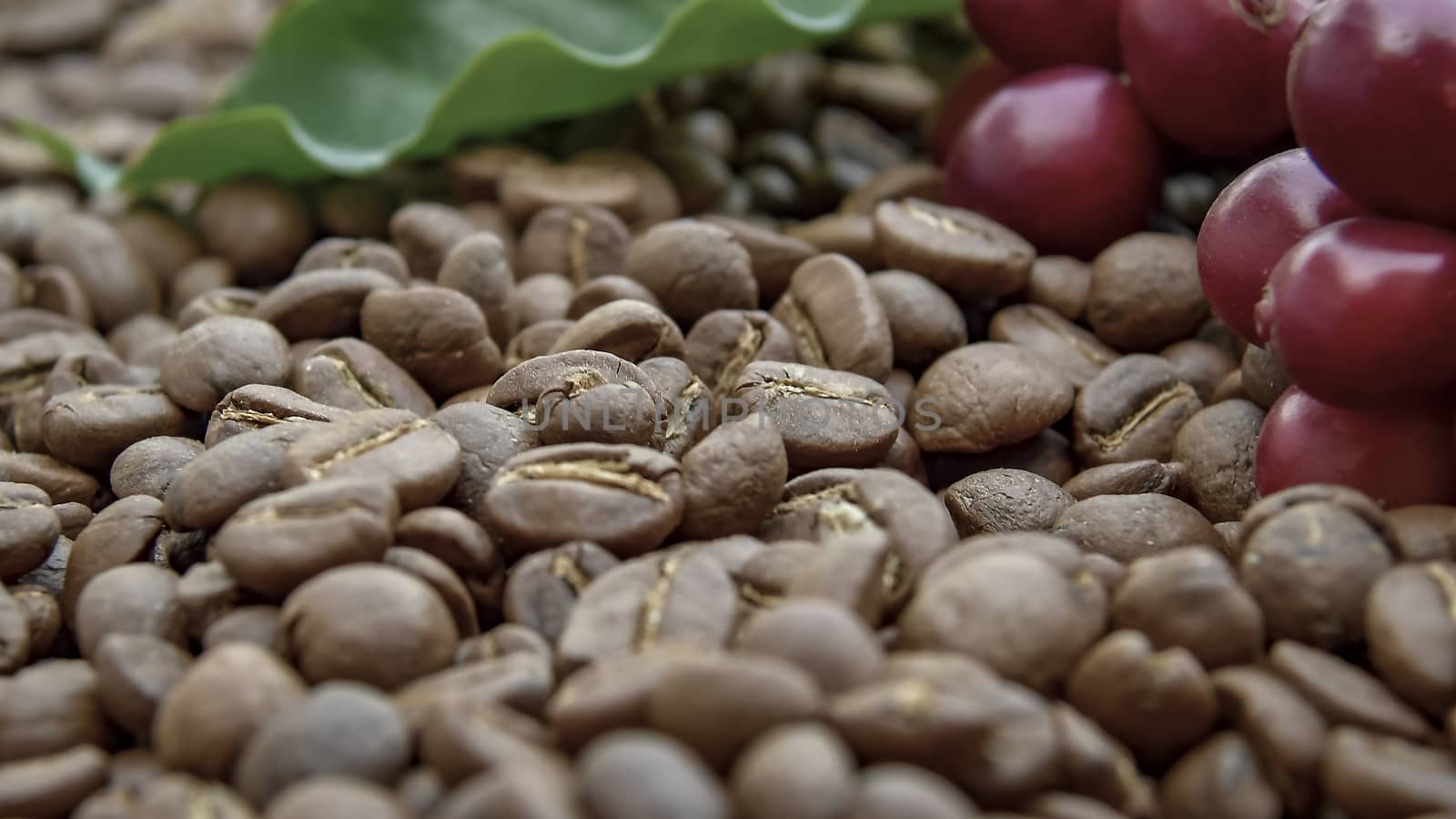 Fresh coffee cherry, red coffee beans on roasted coffee bean texture background, ripe and unripe berries.