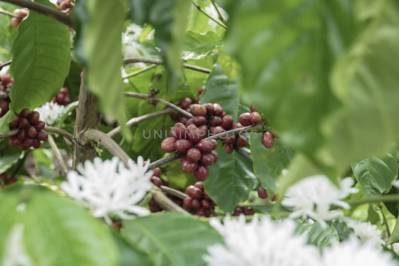 Coffee beans ripening, fresh coffee,red berry branch, industry agriculture on tree in thailand.