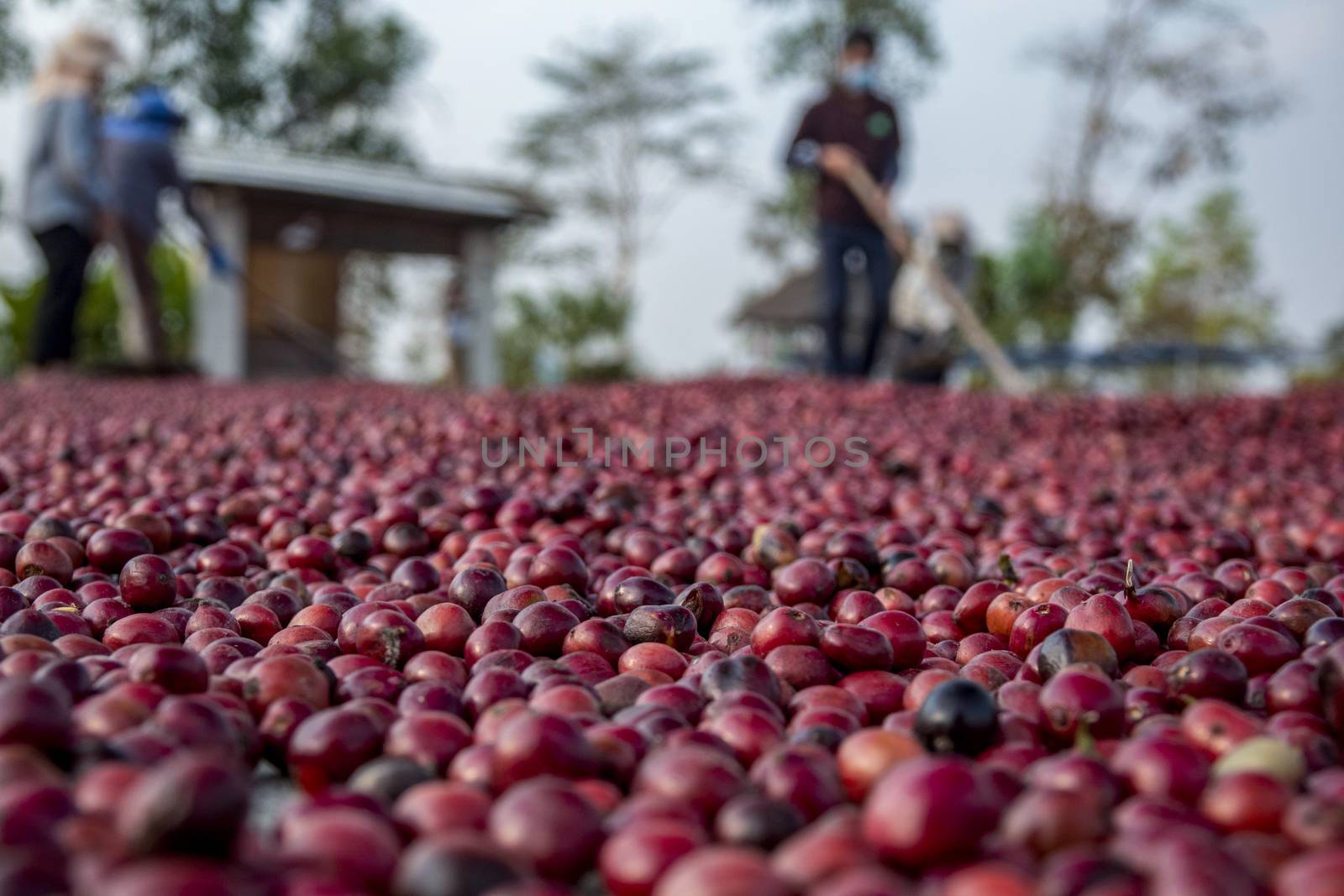 coffee beans berries drying natural process on the cement ground floor, Farmer is drying coffee beans with naturally process, asian Thailand.