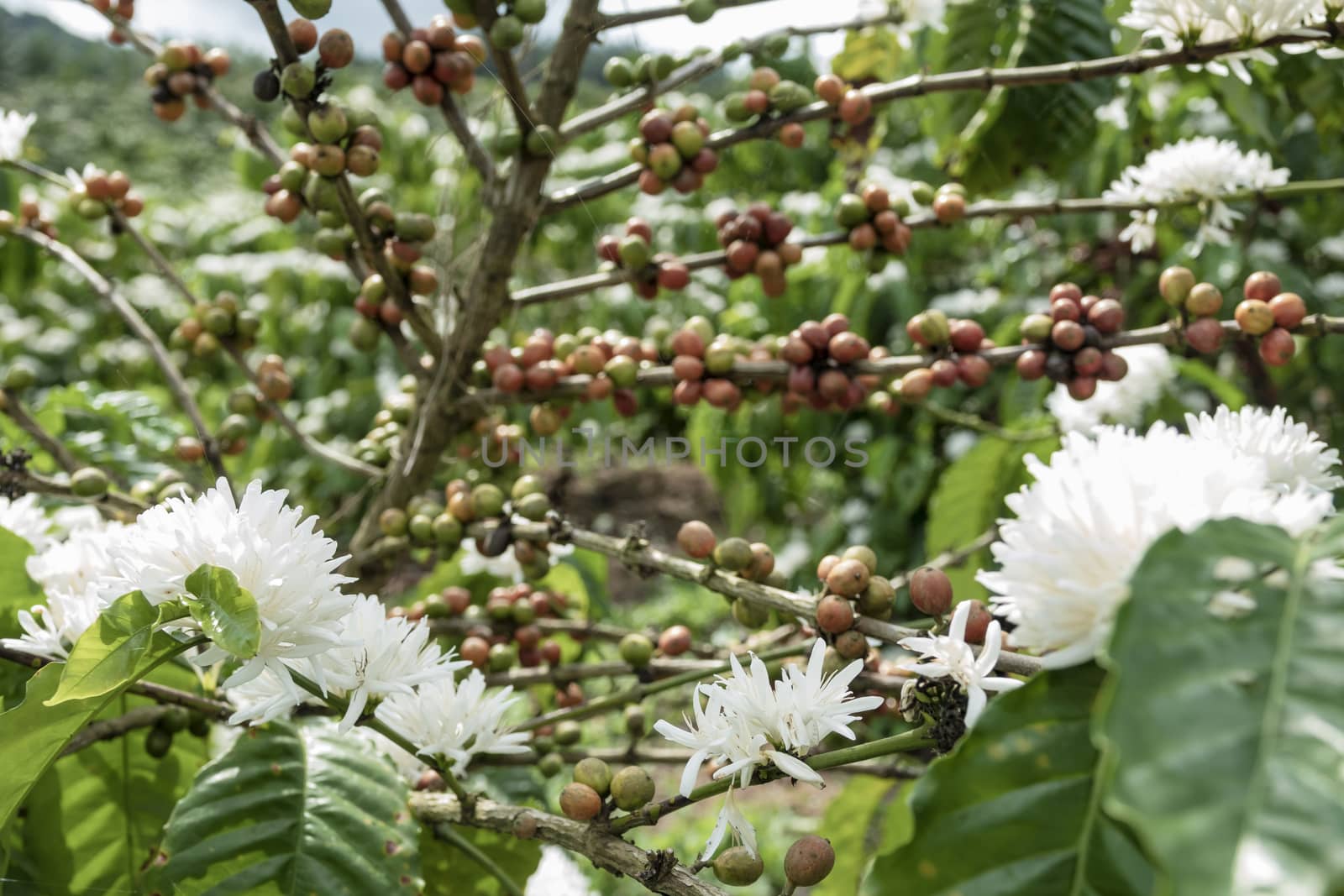 Coffee beans ripening, fresh coffee,red berry branch, industry agriculture on tree in thailand.