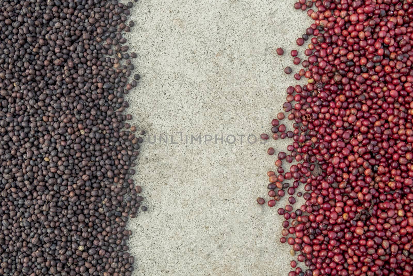 coffee beans berries drying natural process on the cement ground floor. Thailand
