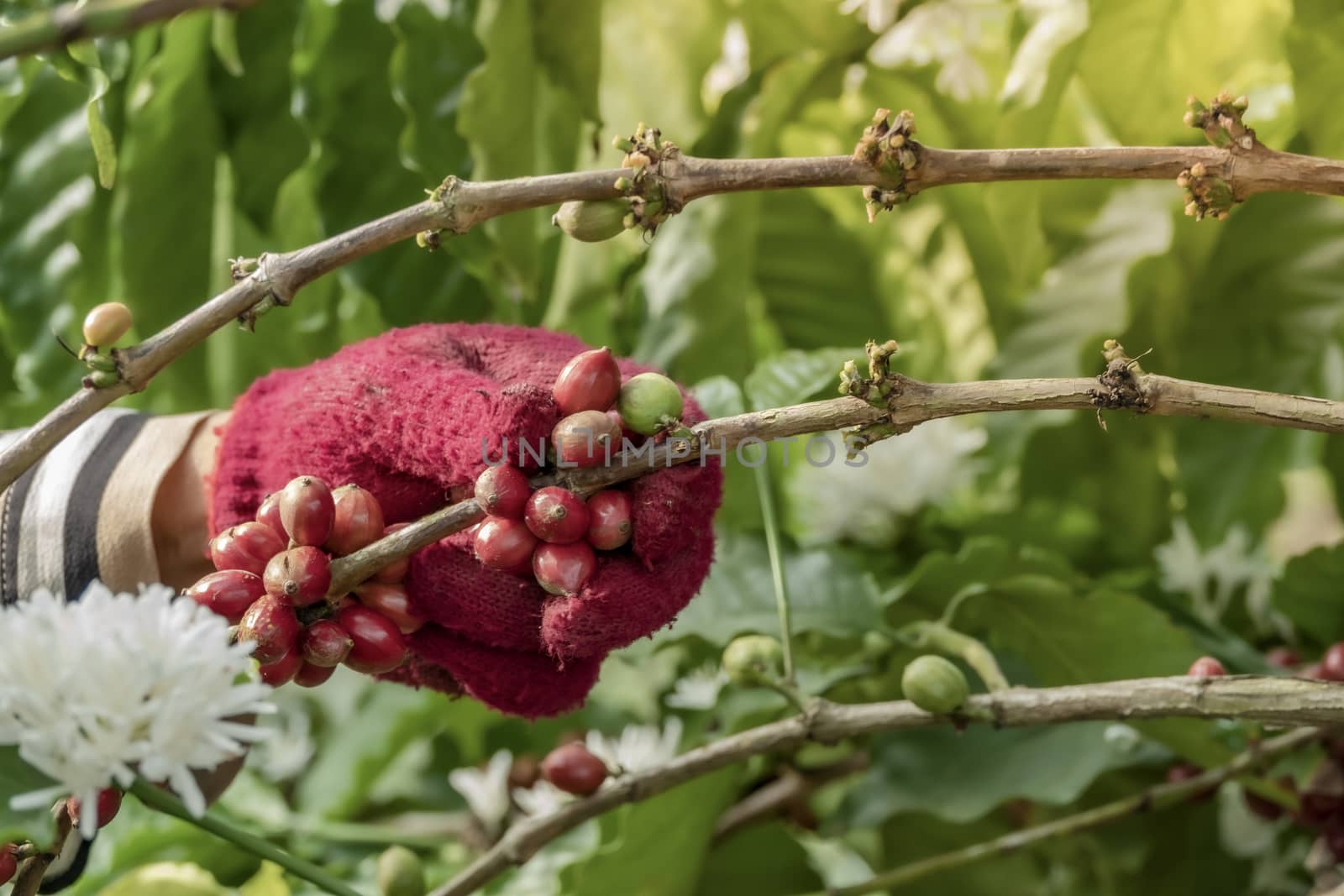 Close-Up Of Hand Holding Coffee Beans Growing On Coffee Tree.