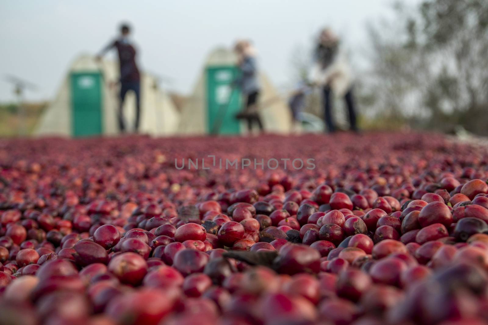 coffee beans berries drying natural process on the cement ground floor, Farmer is drying coffee beans with naturally process, asian Thailand.