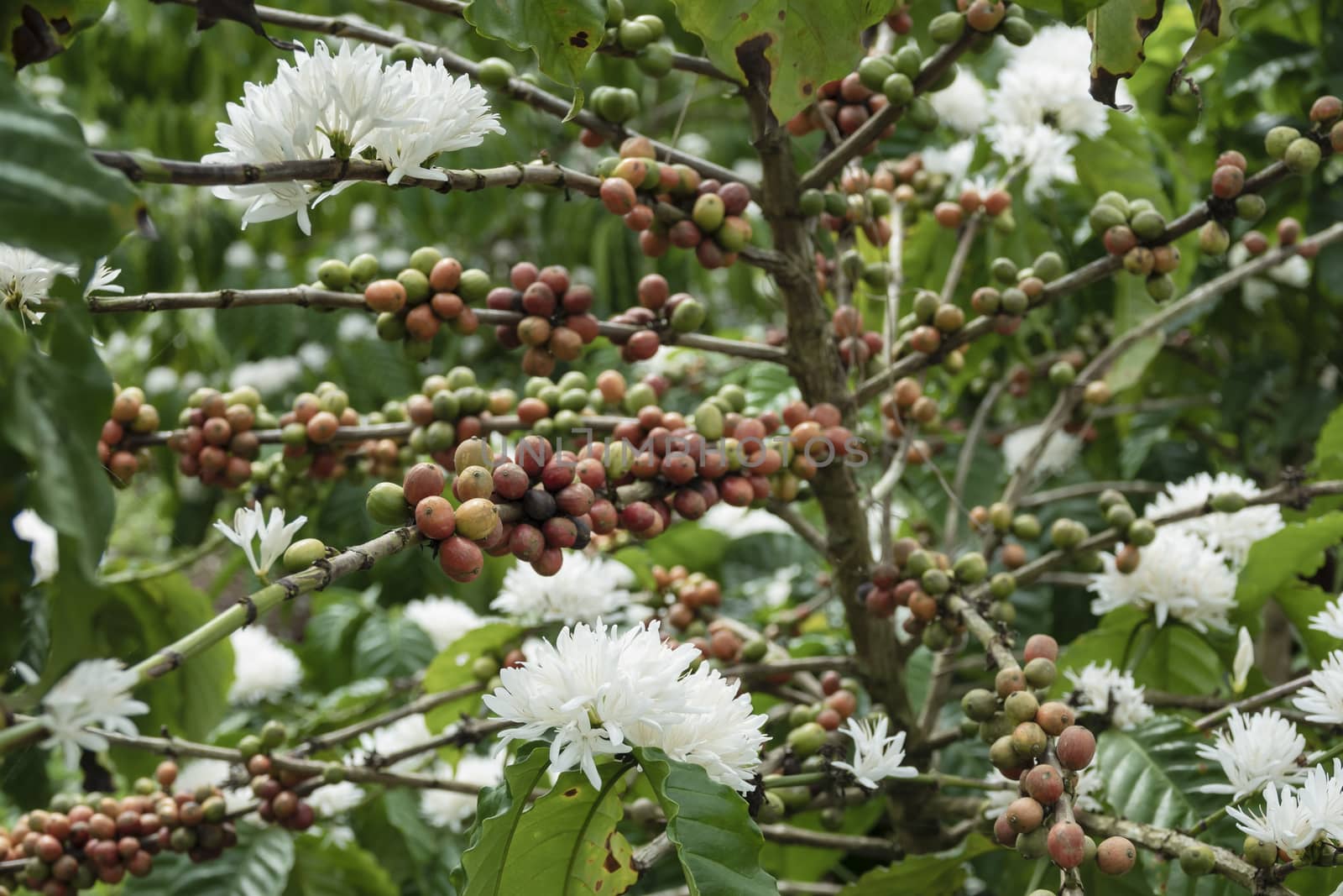 Coffee beans ripening, fresh coffee,red berry branch, industry agriculture on tree in thailand.