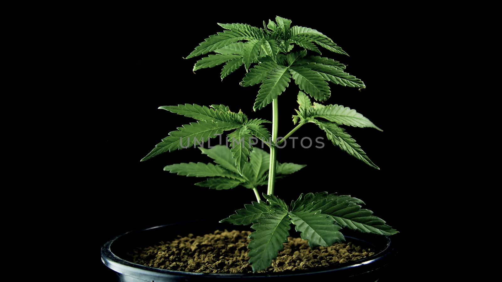 Marijuana leaves, cannabis on a dark background, beautiful background, indoor cultivation