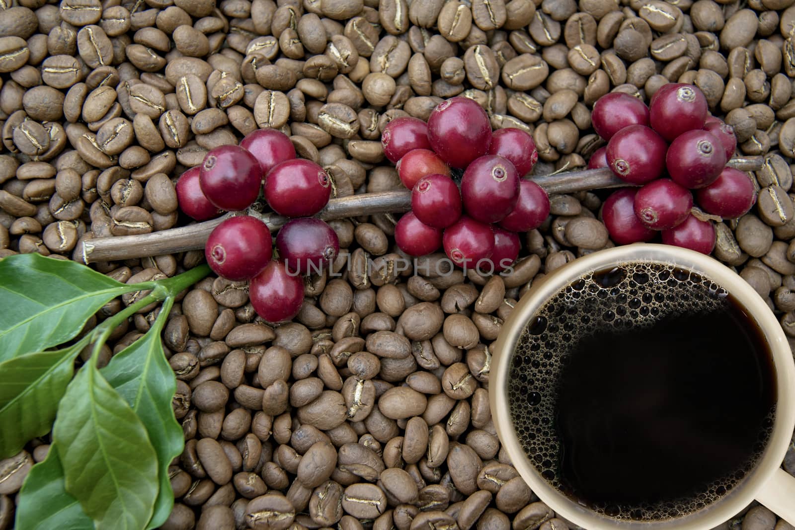 Coffee cup with Fresh coffee cherry, red coffee beans on roasted coffee bean texture background, ripe and unripe berries.