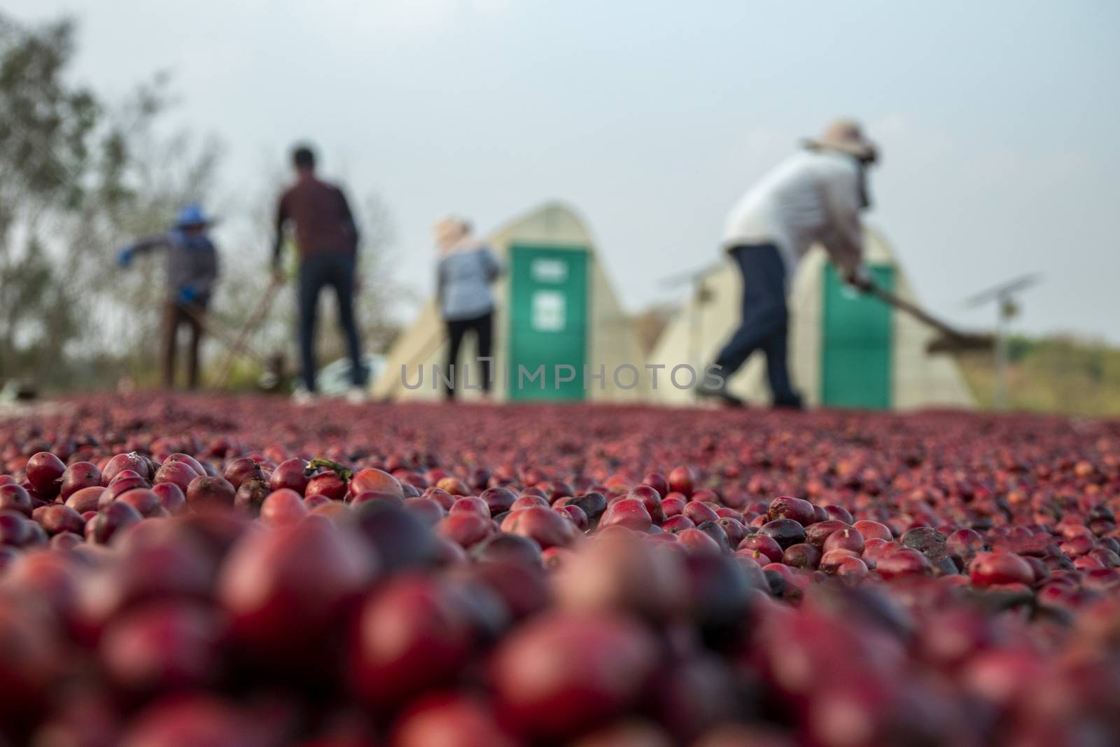 coffee beans berries drying natural process on the cement ground floor, Farmer is drying coffee beans with naturally process, asian Thailand.