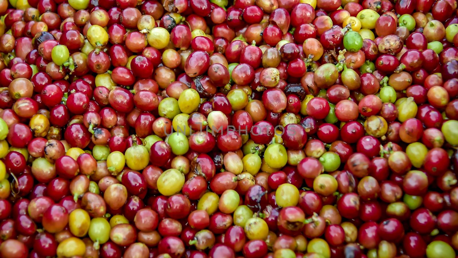 Raw coffee beans background, Close up fresh organic red raw and ripe coffee cherry beans.