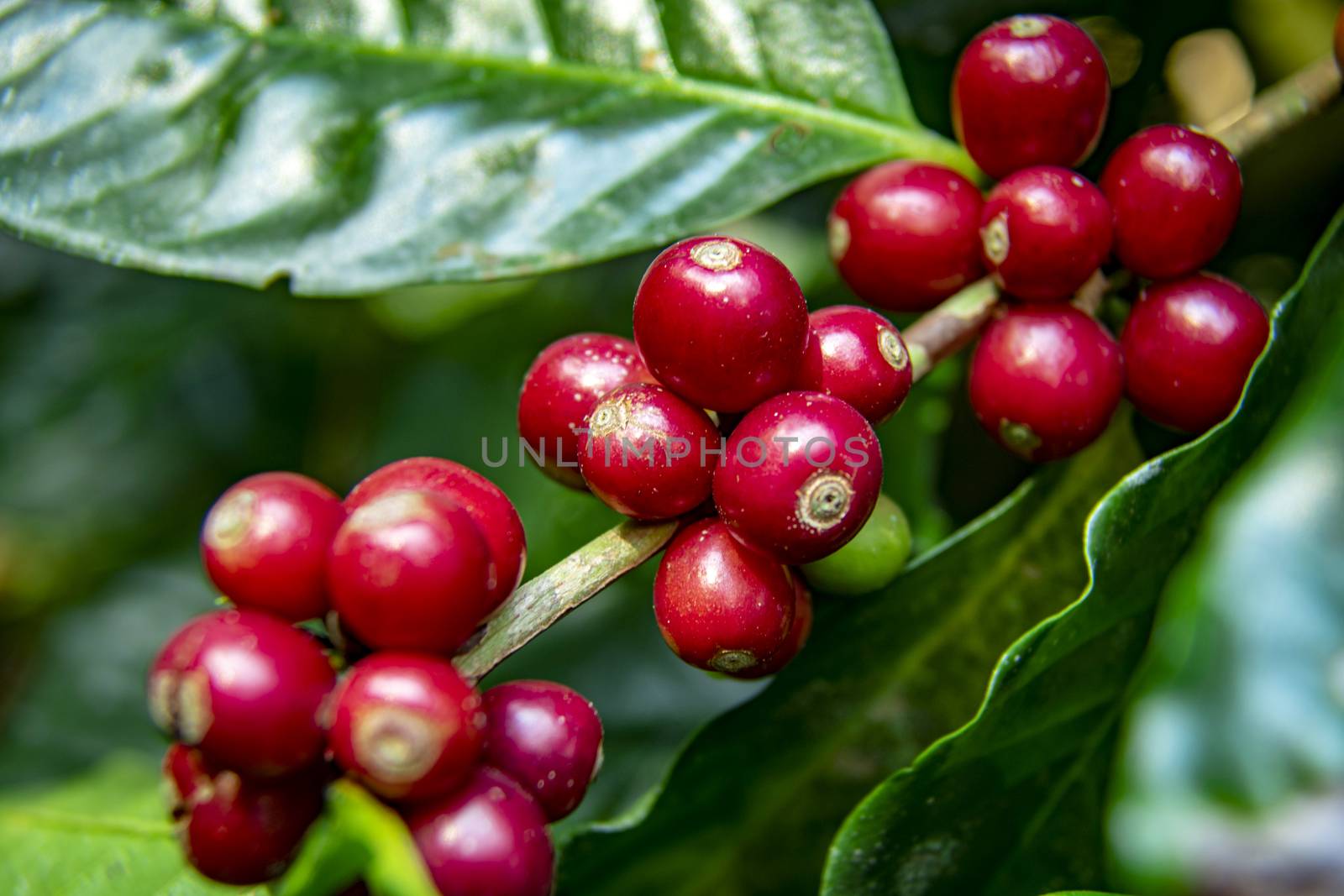 Coffee beans ripening on tree in North of thailand. fresh coffee cherry.