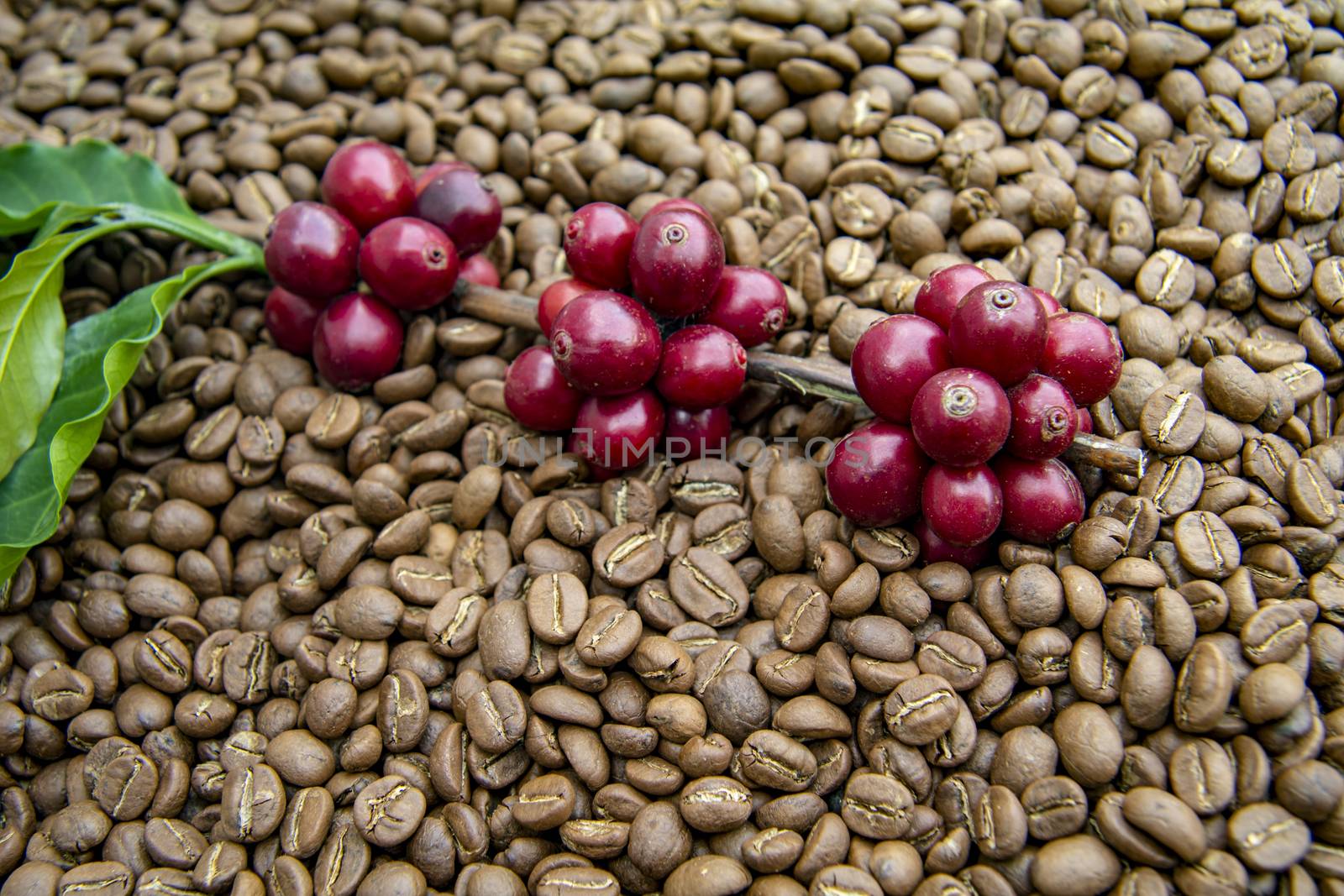 Fresh coffee cherry, red coffee beans on roasted coffee bean texture background, ripe and unripe berries.