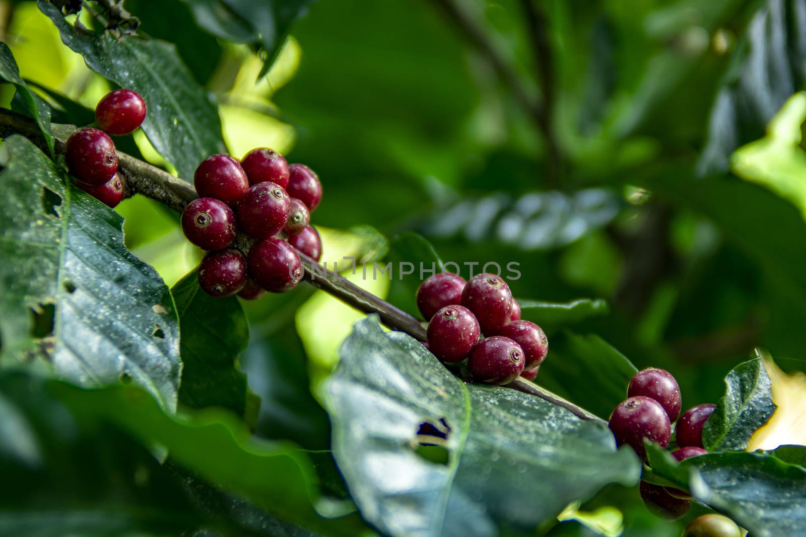 Coffee beans ripening on tree in North of thailand. fresh coffee cherry.