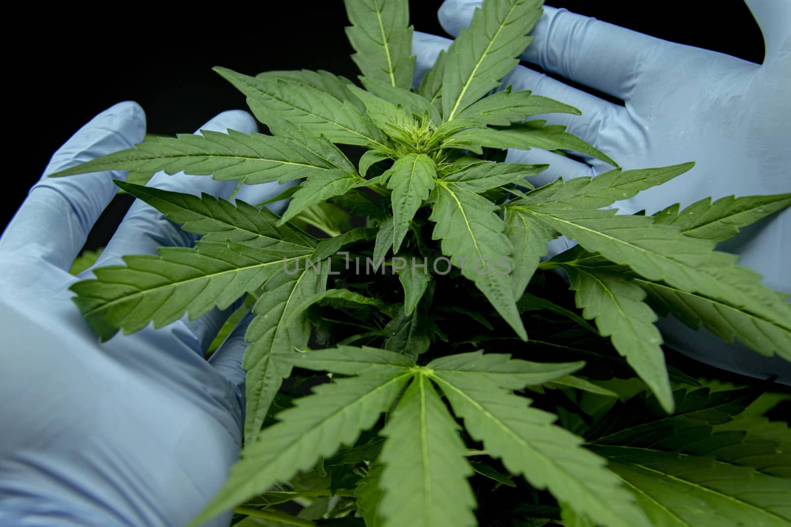 Cannabis leaves of a plant on dark background, CBD extract from hemp leaf, plants weed like marijuana, research for medical benefits, Concept of herbal alternative medicine, THC oil pharmaceutical.