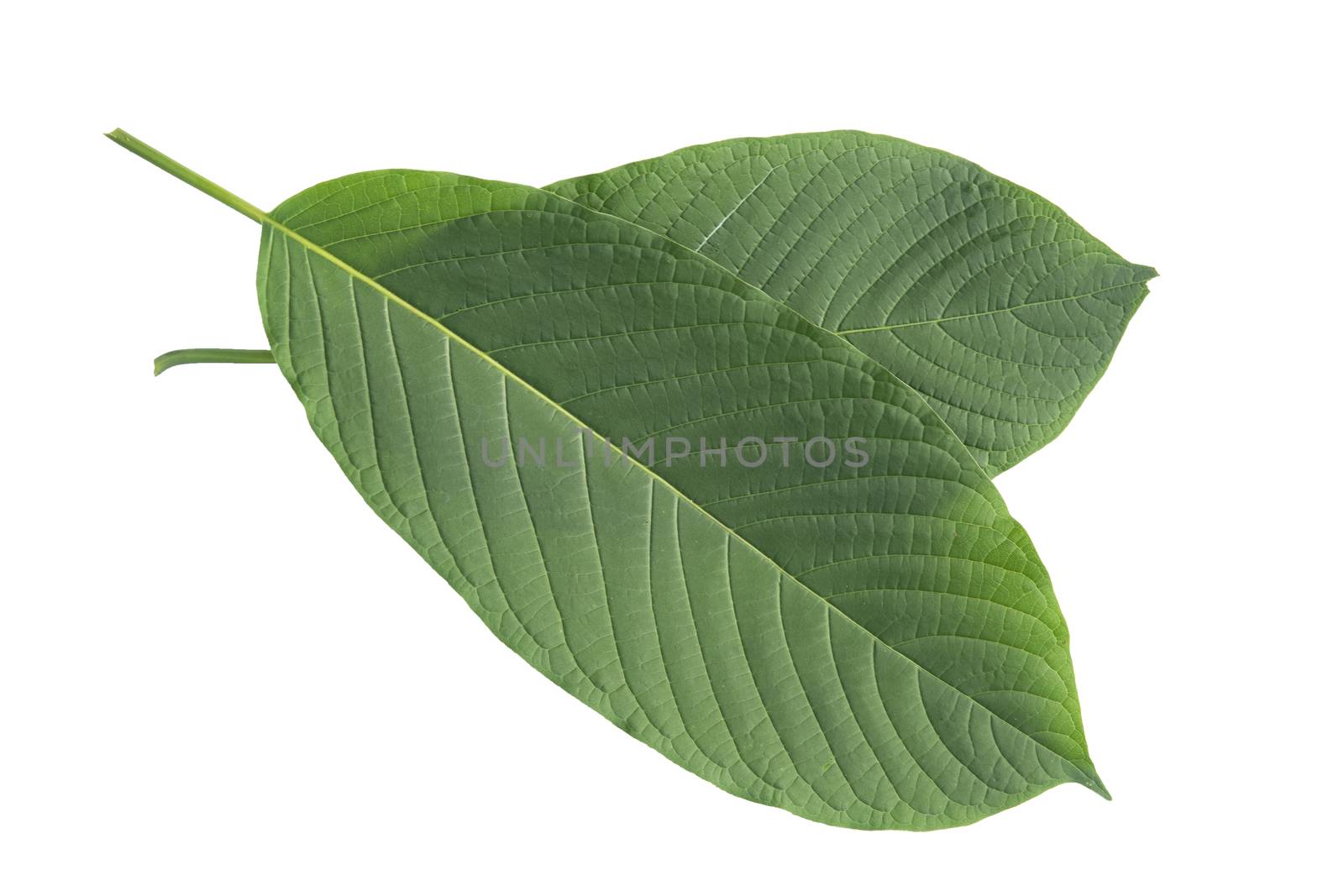 Kratom Leaf (Mitragyna Speciosa) on white background with clipping path.