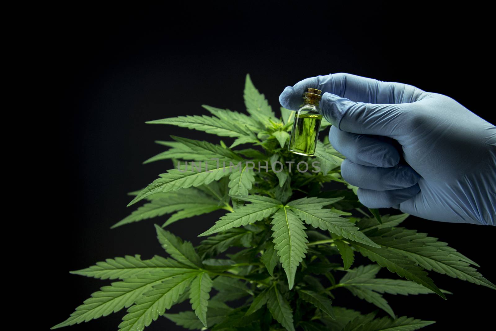 Cannabis leaves of a plant on dark background, CBD extract from hemp leaf, plants weed like marijuana, research for medical benefits, Concept of herbal alternative medicine, THC oil pharmaceutical.