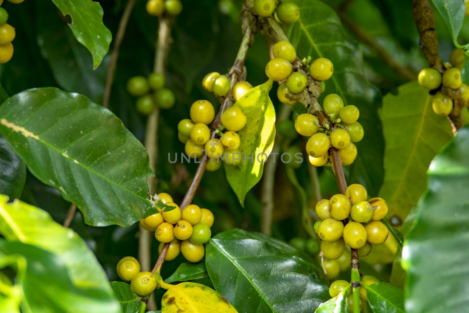 Coffee beans ripening on tree in North of thailand. fresh coffee cherry.