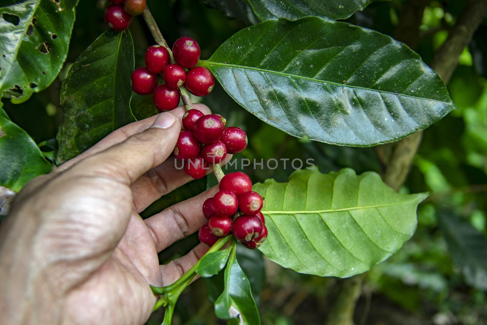 farmer picking ripe cherry beans. Coffee farmer picking ripe cherry beans for harvesting.
