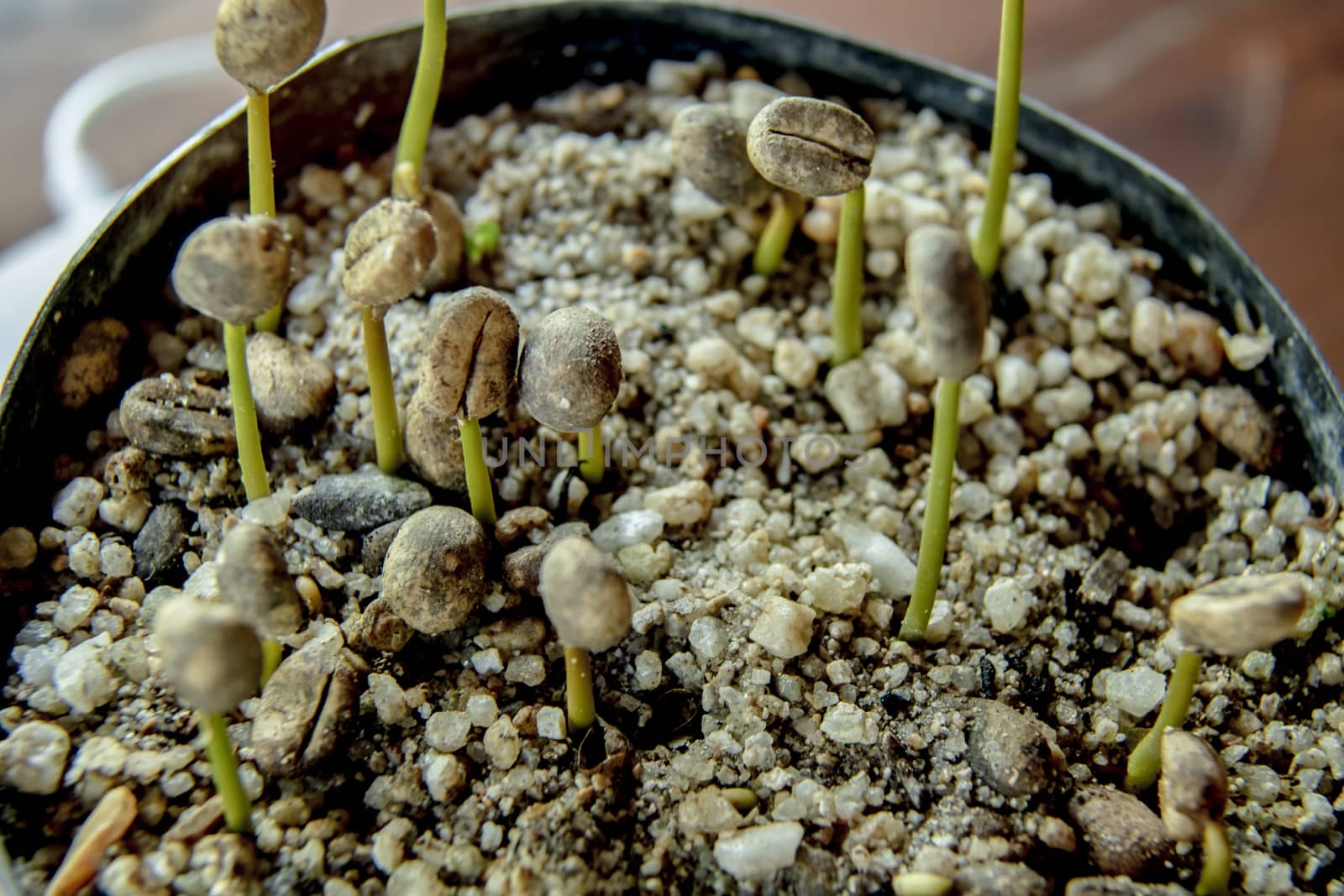 Robusta coffee seedlings In the nursery by Aedka_Stodio