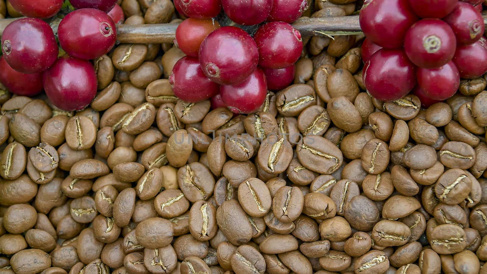 Fresh coffee cherry, red coffee beans on roasted coffee bean texture background, ripe and unripe berries.