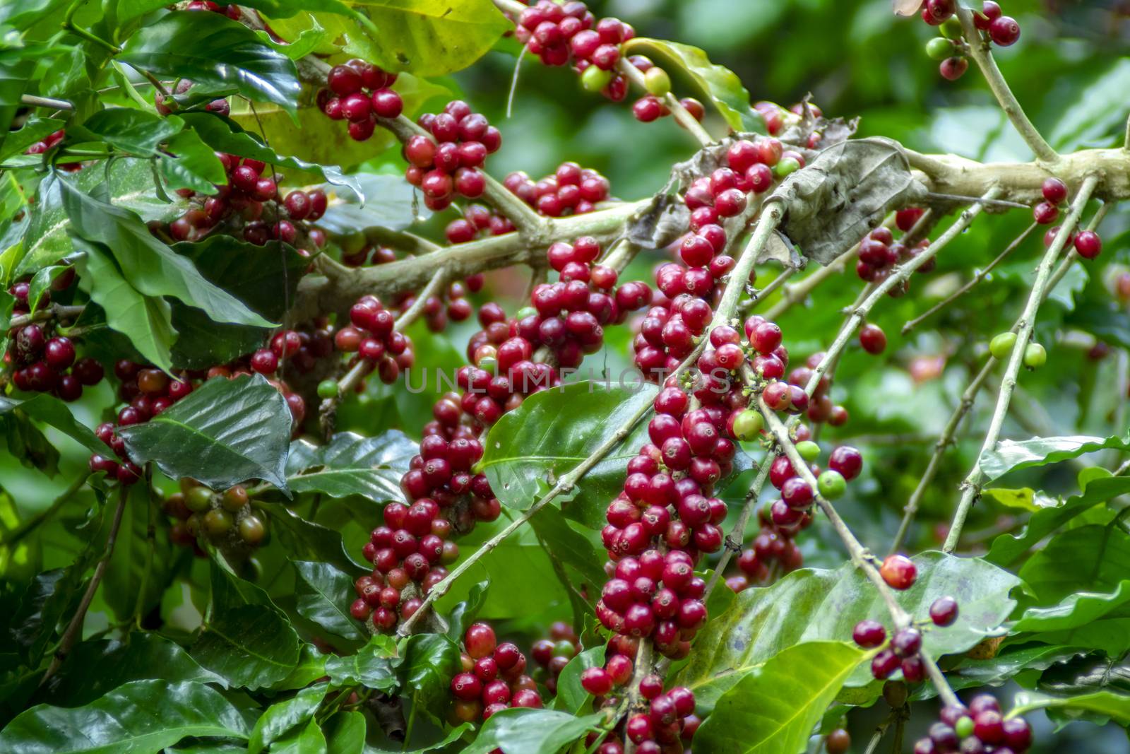 Coffee beans ripening on tree in North of thailand. fresh coffee cherry.