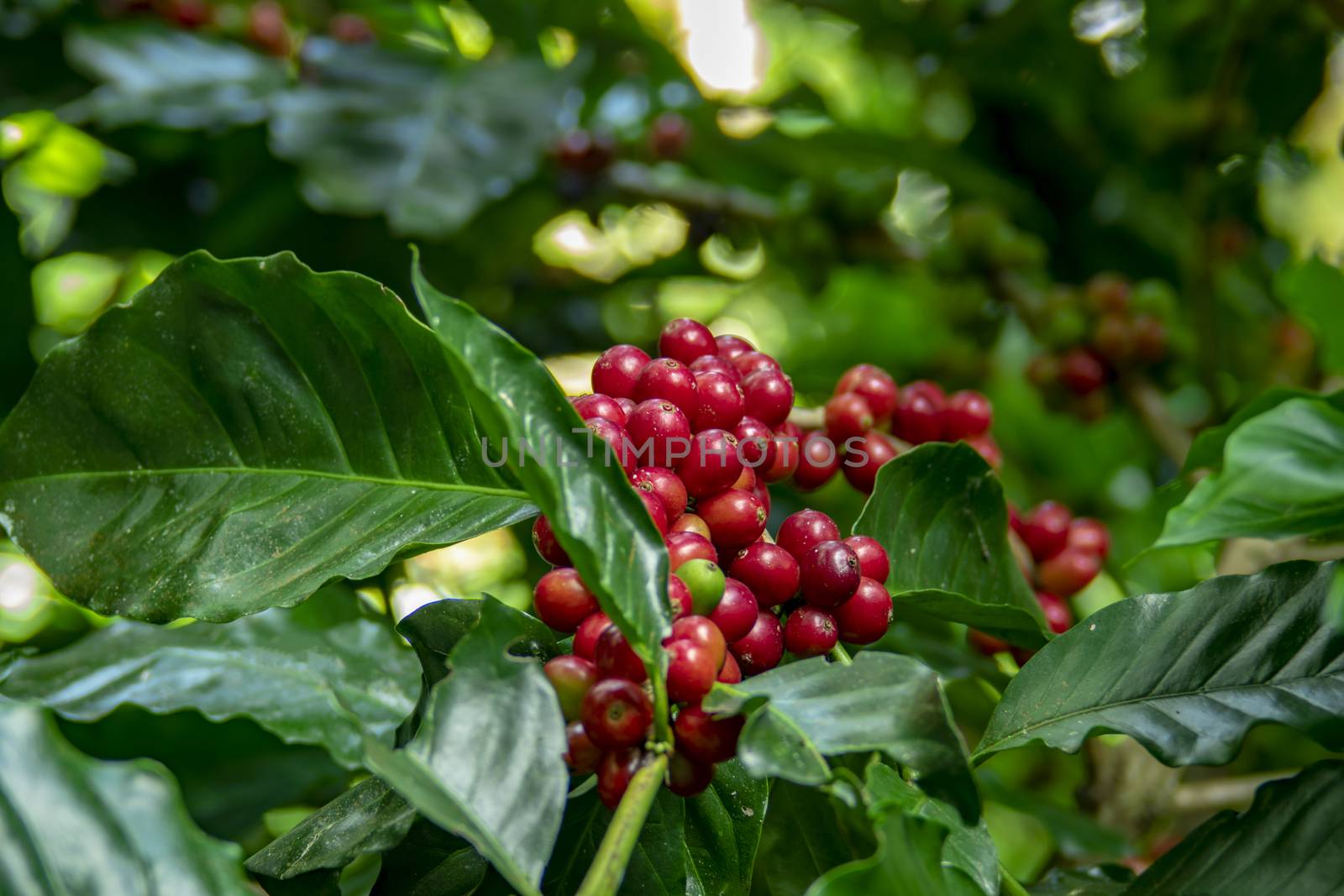 Coffee beans ripening on tree in North of thailand. fresh coffee cherry.