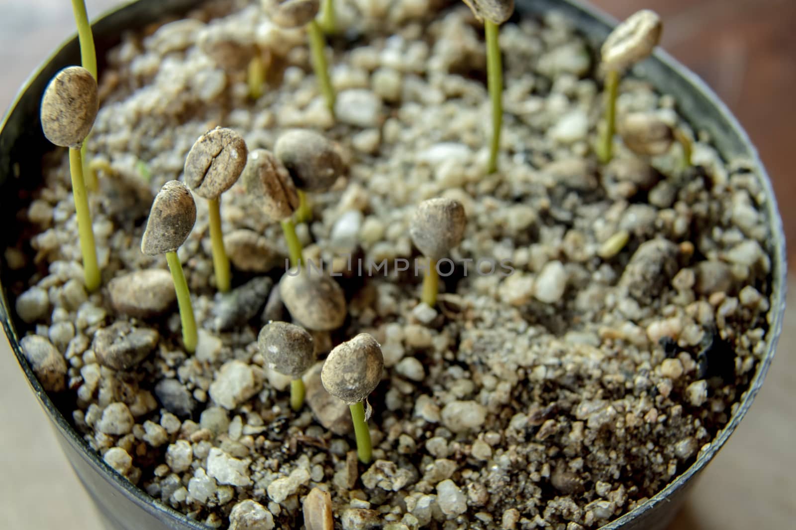 Robusta coffee seedlings In the nursery