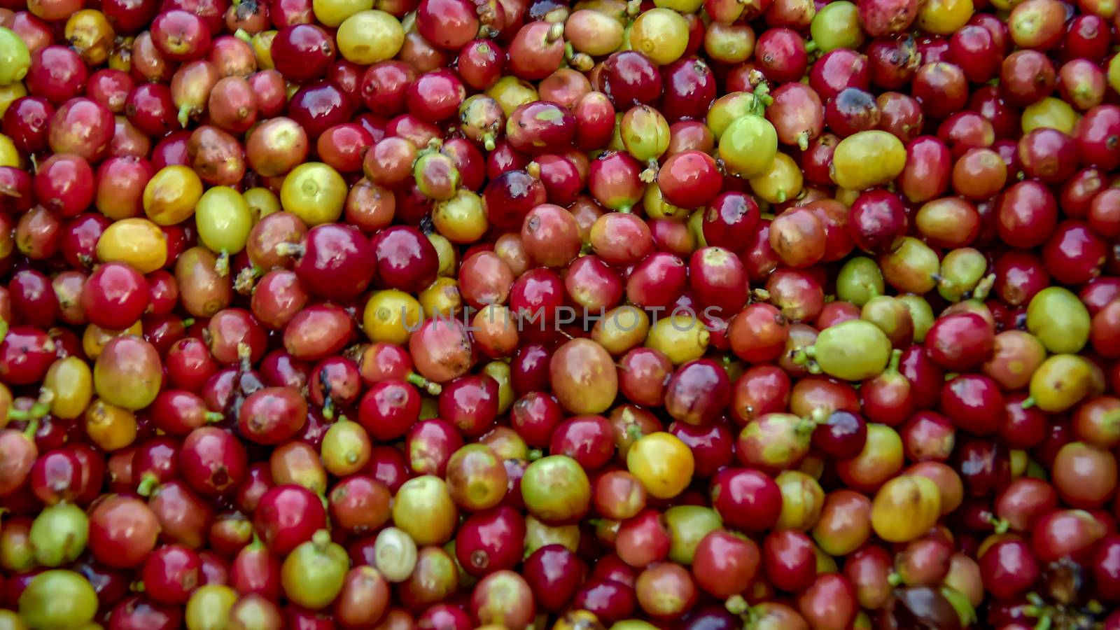 Raw coffee beans background, Close up fresh organic red raw and ripe coffee cherry beans.