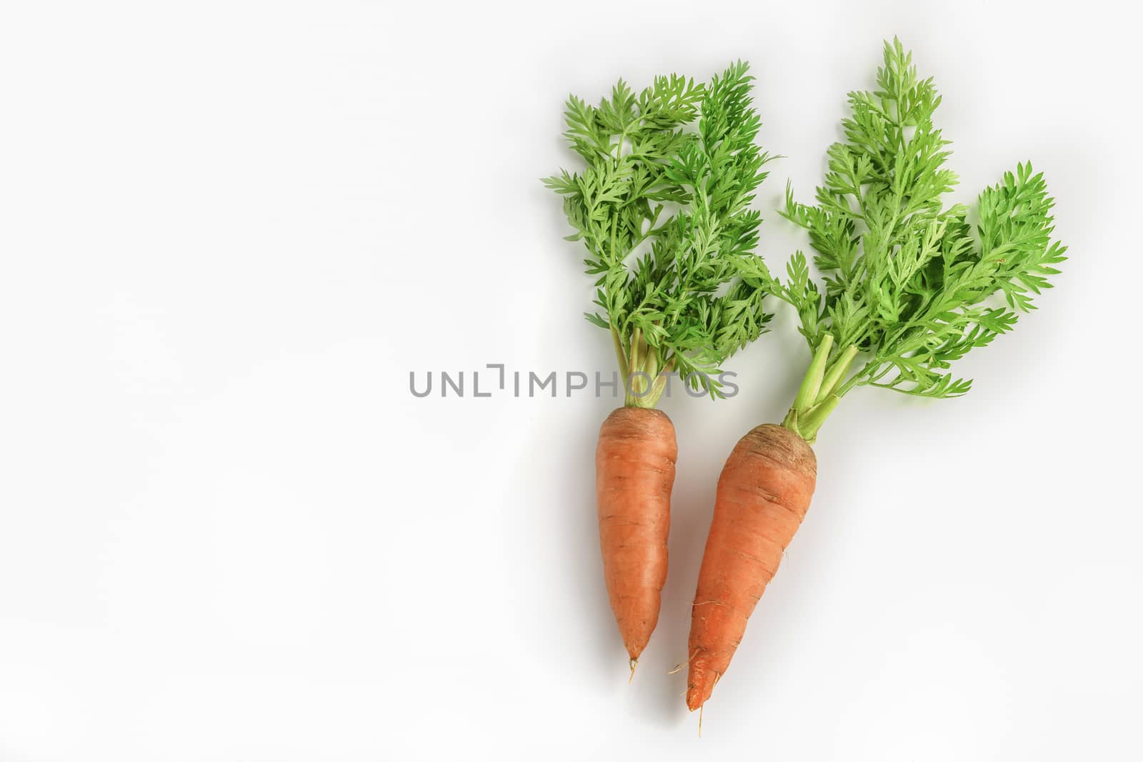 Fresh carrots on white background by Aedka_Stodio