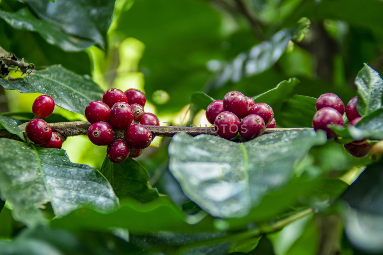 Coffee beans ripening on tree in North of thailand. fresh coffee by Aedka_Stodio