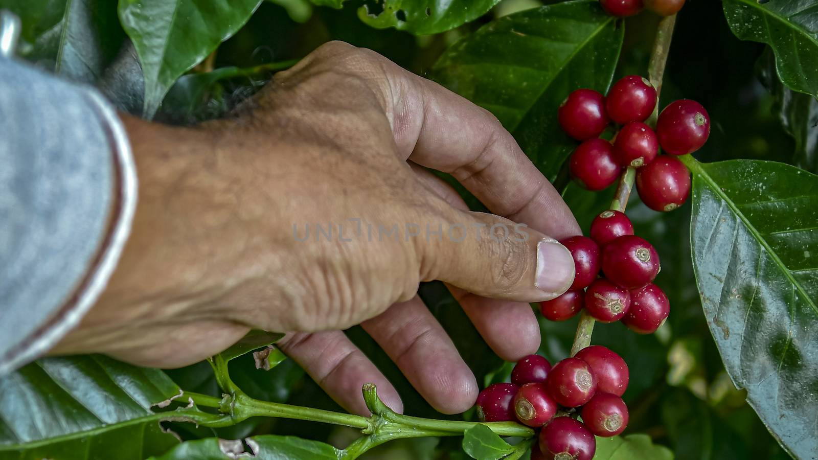 farmer picking ripe cherry beans. Coffee farmer picking ripe che by Aedka_Stodio