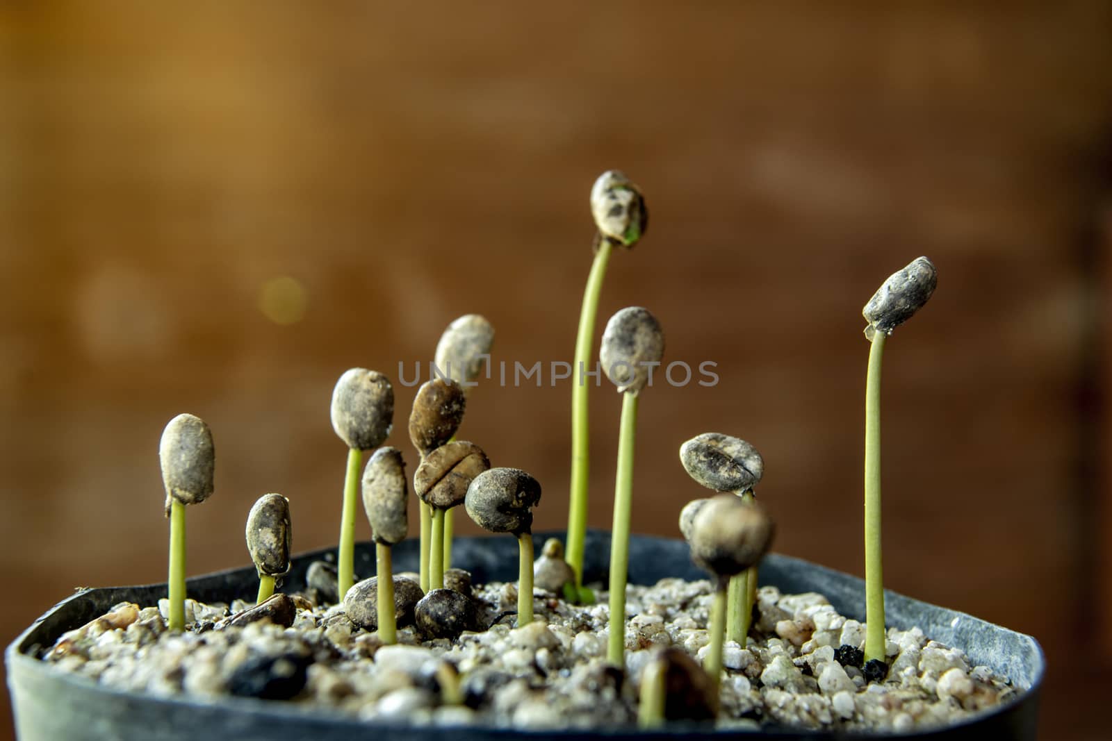 Robusta coffee seedlings In the nursery by Aedka_Stodio