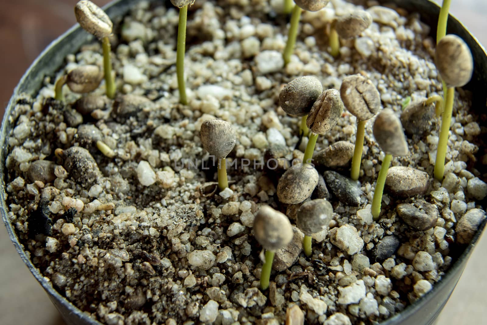 Robusta coffee seedlings In the nursery