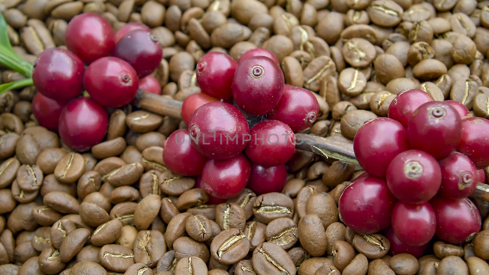 Fresh coffee cherry, red coffee beans on roasted coffee bean tex by Aedka_Stodio