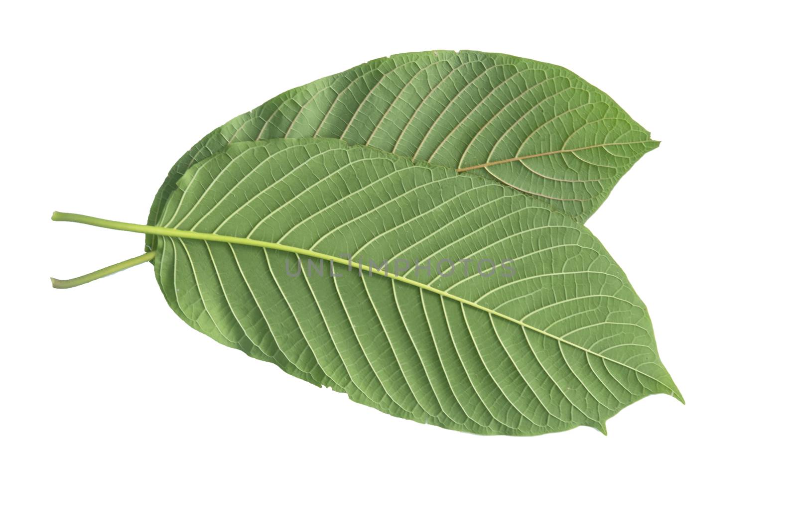 Kratom Leaf (Mitragyna Speciosa) by Aedka_Stodio