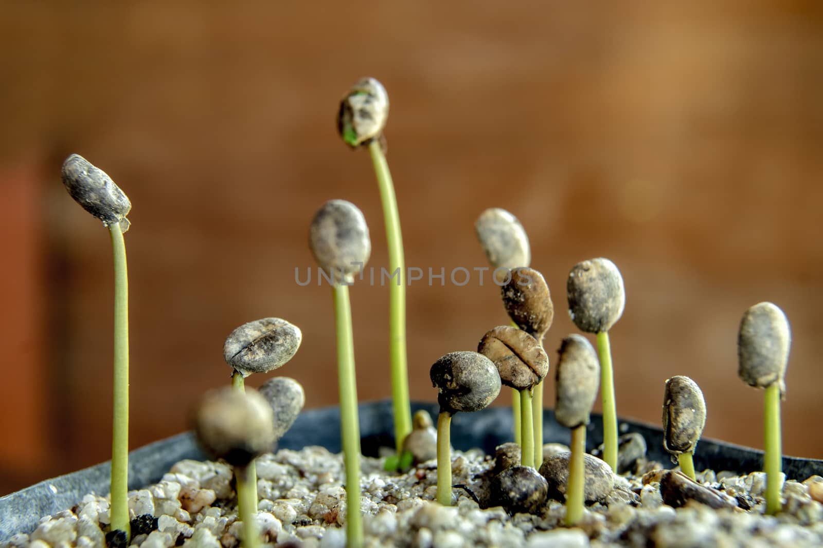 Robusta coffee seedlings In the nursery by Aedka_Stodio