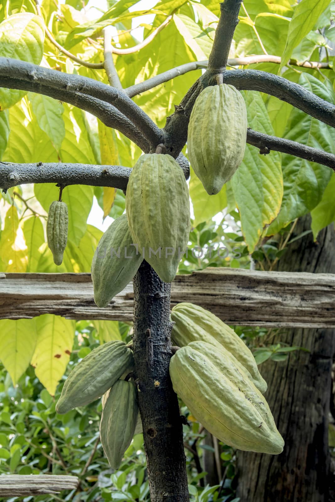 The cocoa tree with fruits. Yellow and green Cocoa pods grow on the tree, cacao plantation in village Thailand.