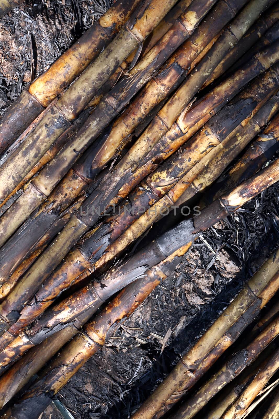 Sugarcane, Sugarcane plantation burn, Sugar cane burned cutting on floor field plantation, Sugarcane background by cgdeaw