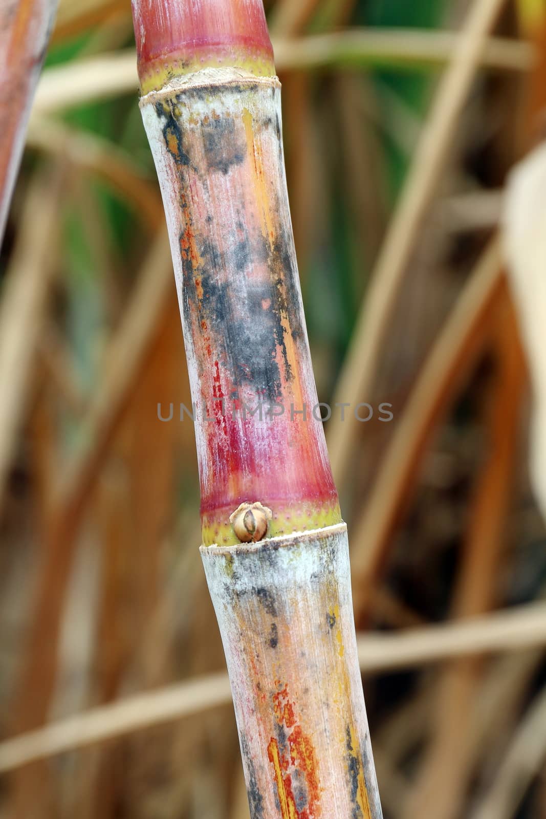 sugarcane fresh plantation, sugarcane close-up, sugarcane agriculture by cgdeaw