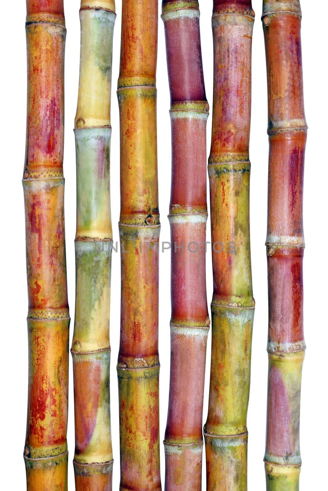 Sugarcane fresh, Cane, Sugarcane fresh on white background, Sugarcane agriculture by cgdeaw