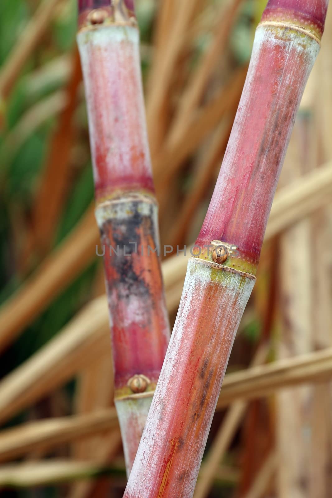 sugarcane fresh plantation, sugarcane close-up, sugarcane agriculture by cgdeaw
