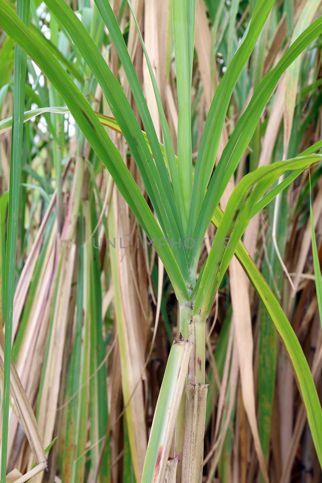Sugarcane tree plantation, Sugarcane leaves fresh green close-up by cgdeaw