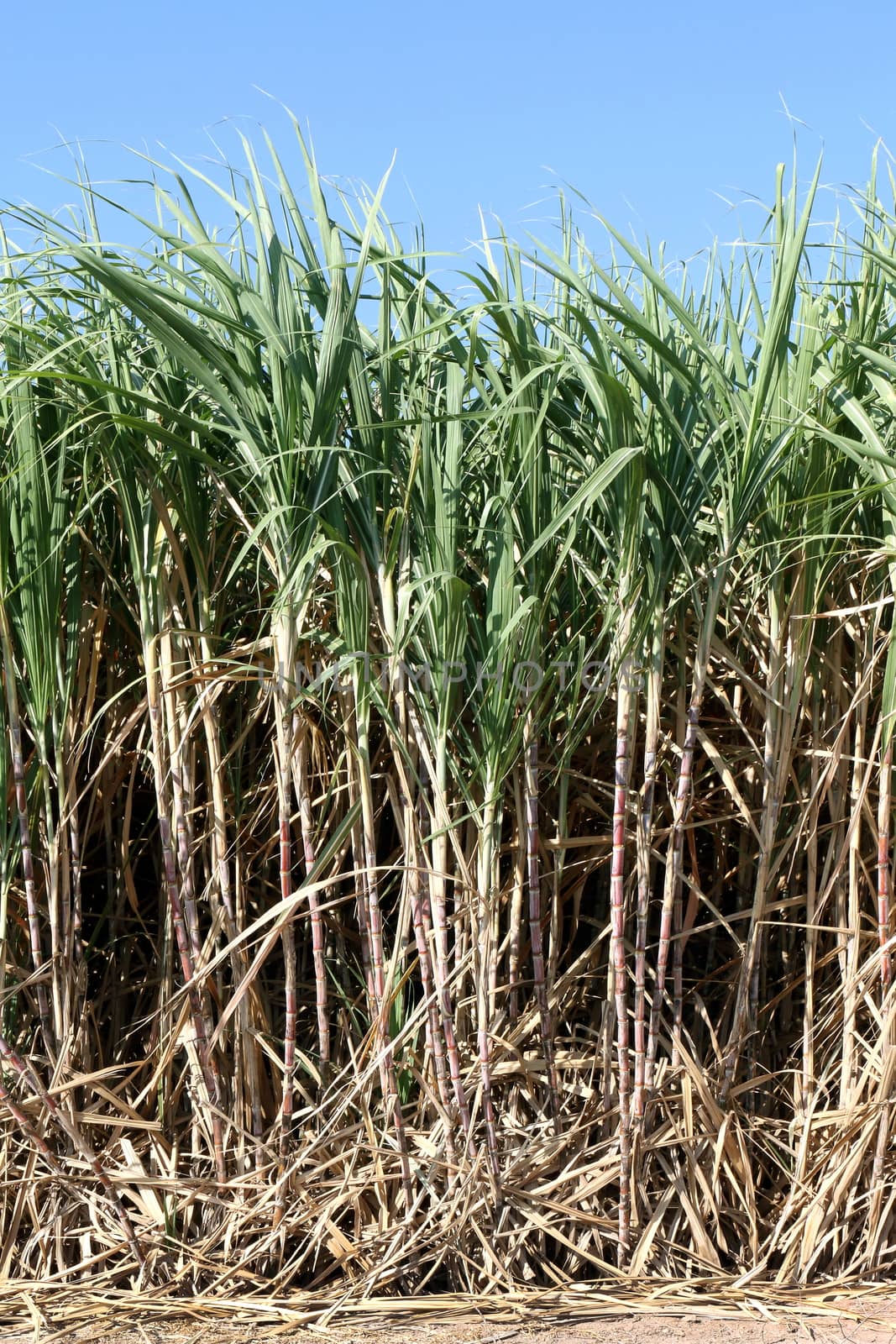 Sugarcane plants grow in field, Plantation Sugar cane tree farm, Background of sugarcane field by cgdeaw