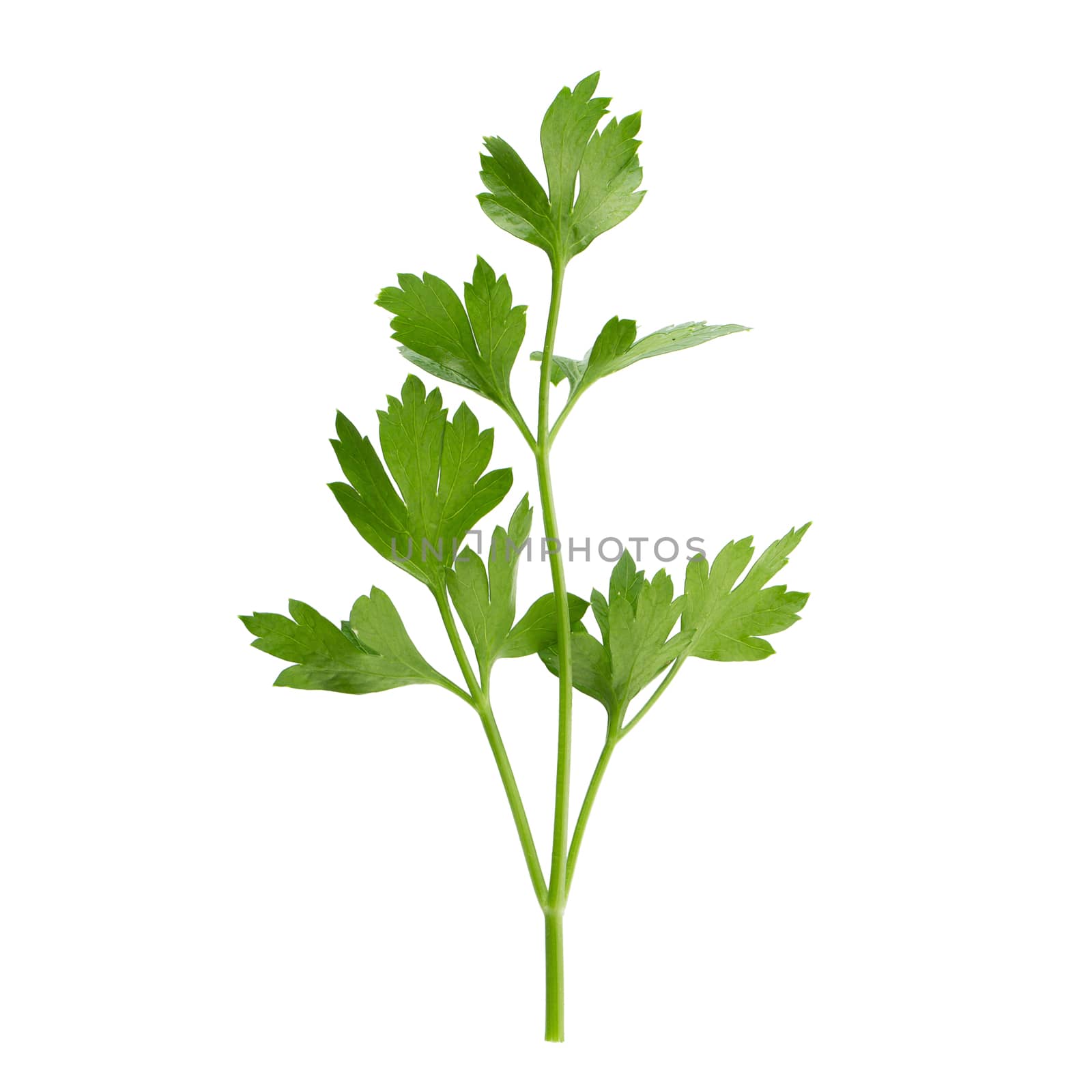 parsley fresh herb isolated on a white background.