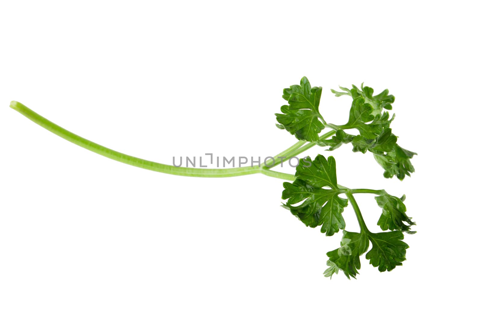 parsley fresh herb isolated on a white background by kaiskynet