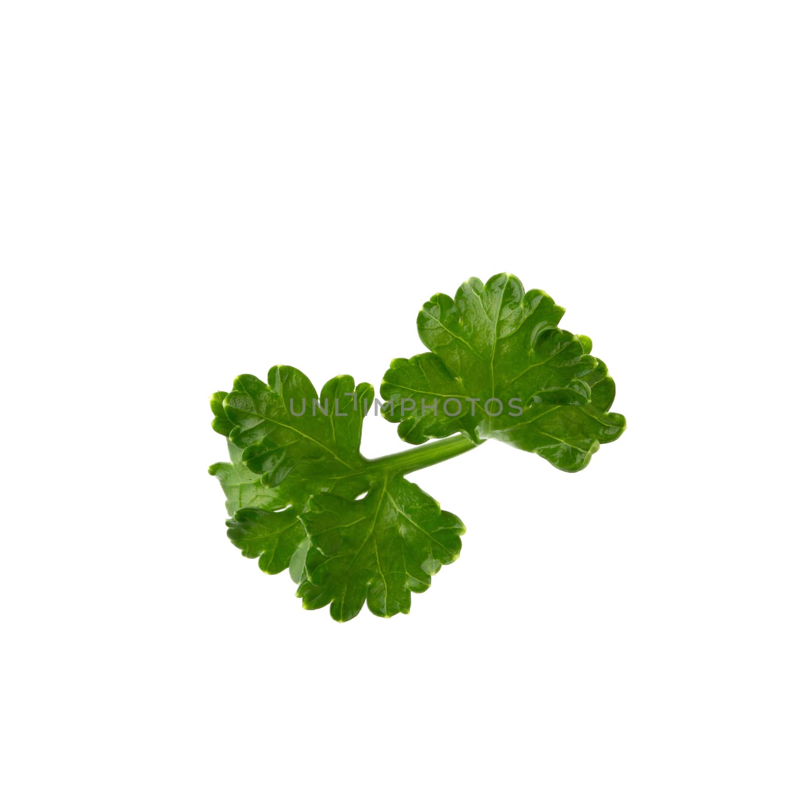 parsley fresh herb isolated on a white background by kaiskynet